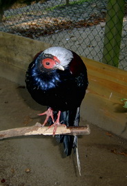 Amherstfasan im Alsdorfer Tierpark