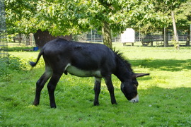 Esel im Tierpark Alsdorf