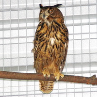 Uhu im Tierpark Alsdorf