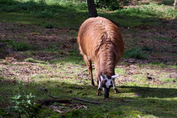 Lama im Tierpark