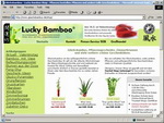 Lucky Bamboo Lucky Bamboo