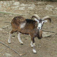 Muffel