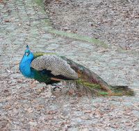 Blauer Pfau