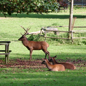 Rotwild im Alsdorfer Tierpark