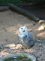 Schneeeule im Tierpark