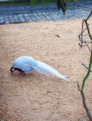 Silberfasan im Tierpark Alsdorf