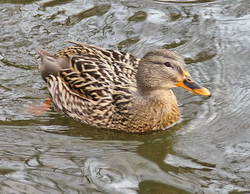 Tiere Entenweiher 0055