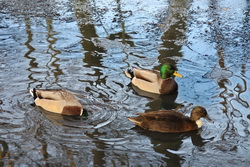 Enten im Entenweiher