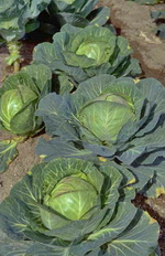 gem�segarten