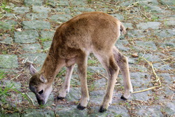 Tiere im Alsdorfer Tierpark