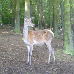 tierschutz