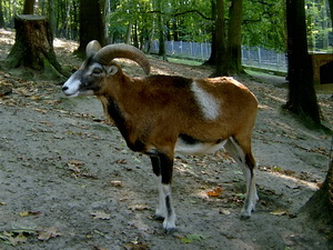 Muffelwild im Alsdorfer Tierpark