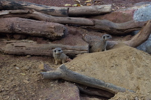 Erdmännchen im Alsdorfer Tierpark