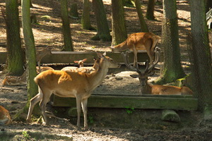 Rotwild im Wald